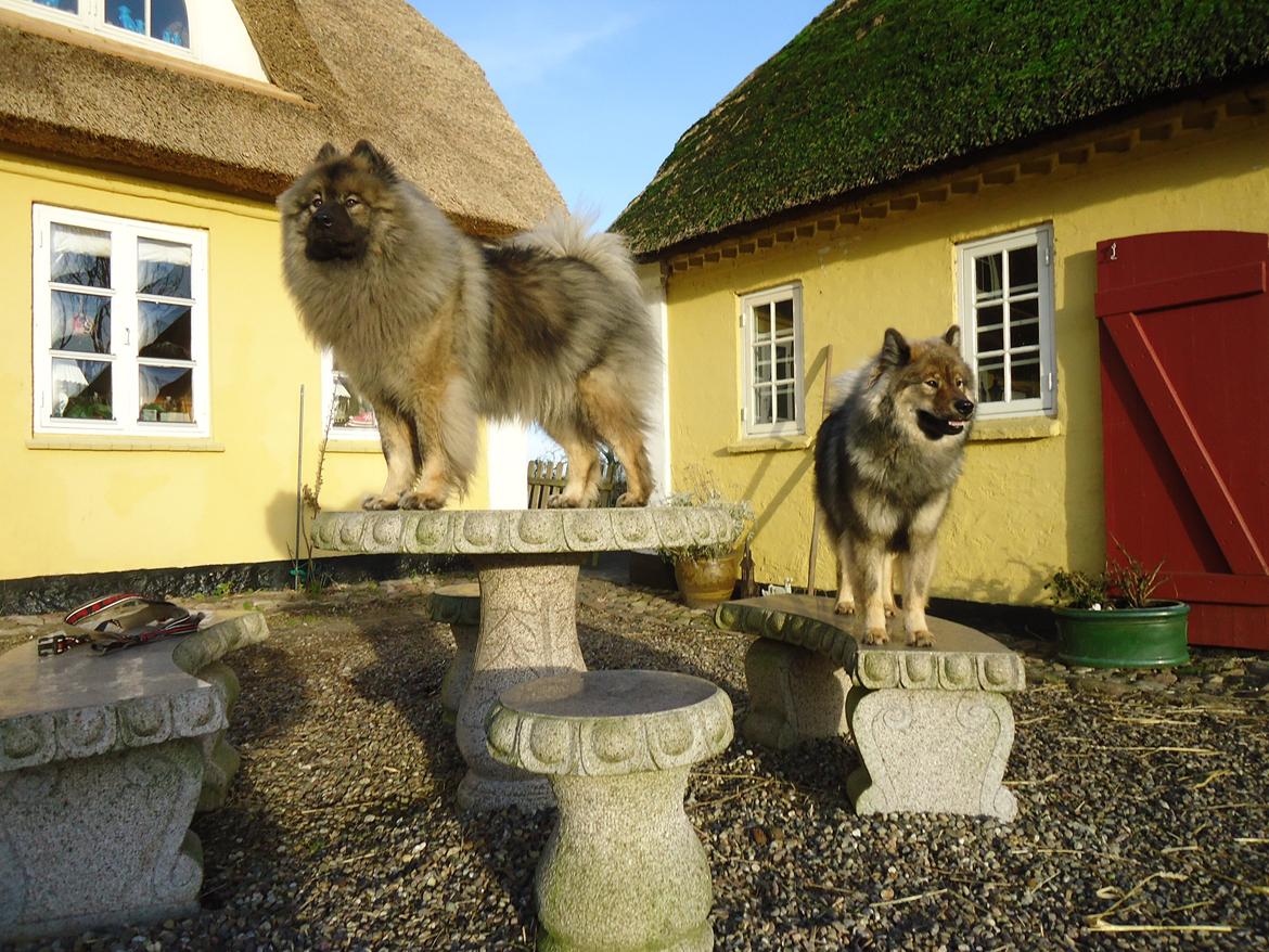 Eurasier A'ida - Sammen med onkel Aiko billede 6