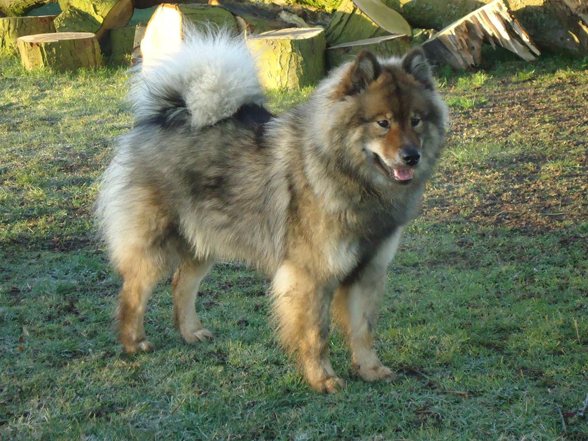 Eurasier A'ida billede 4