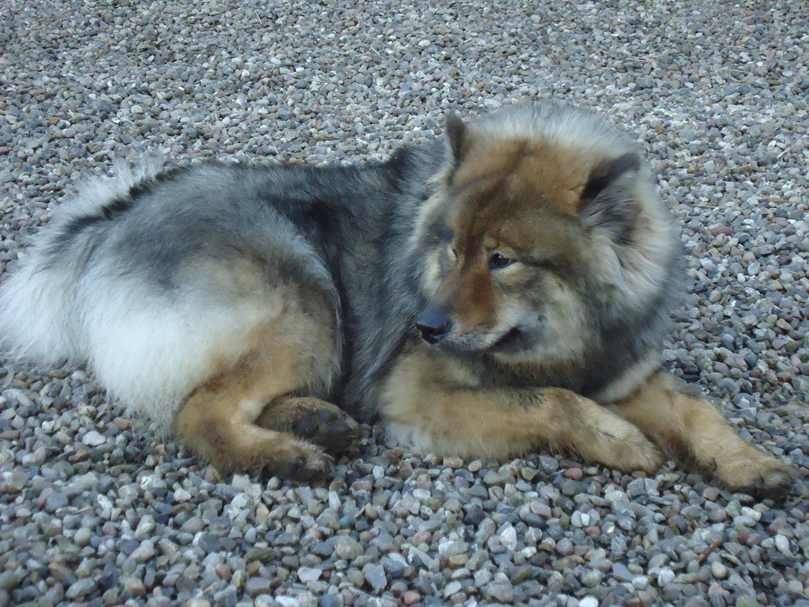 Eurasier A'ida billede 9