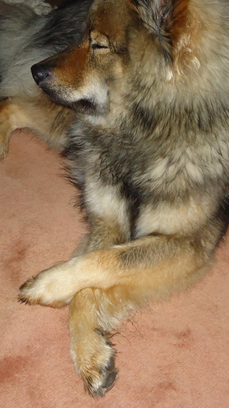 Eurasier A'ida billede 10