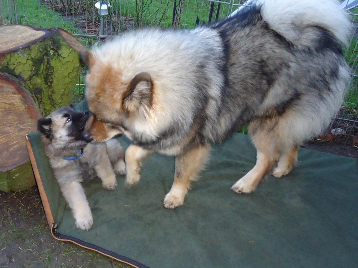 Eurasier A'ida - sammen med en lillebror billede 5
