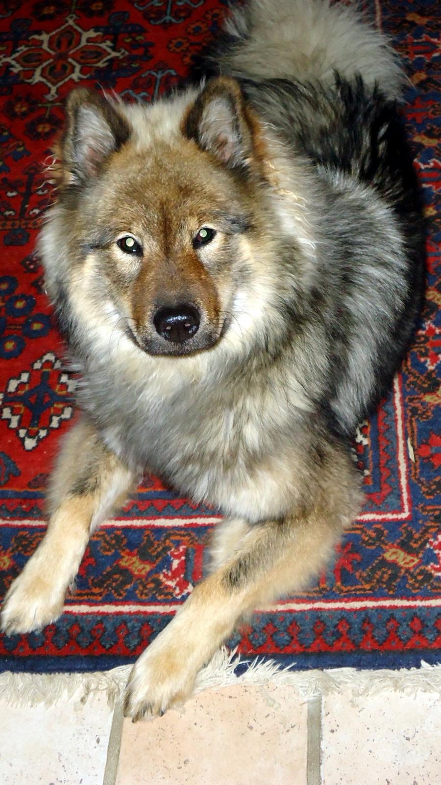 Eurasier A'ida billede 11