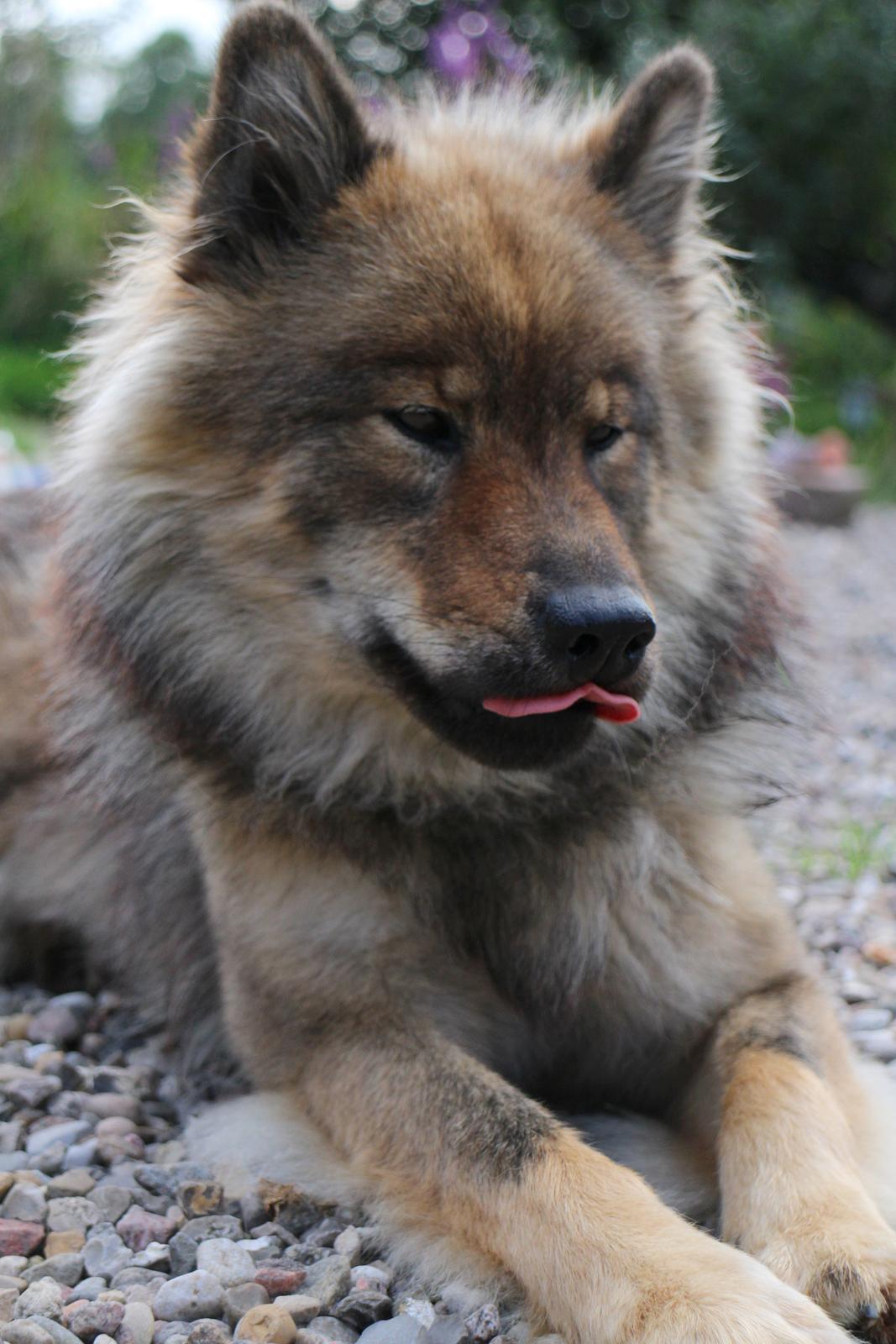 Eurasier A'ida billede 2