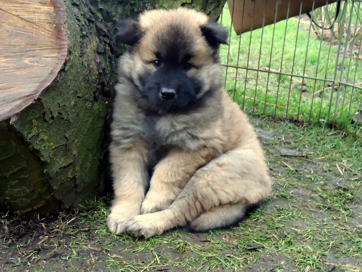 Eurasier A'ida - 6-7 uger billede 13