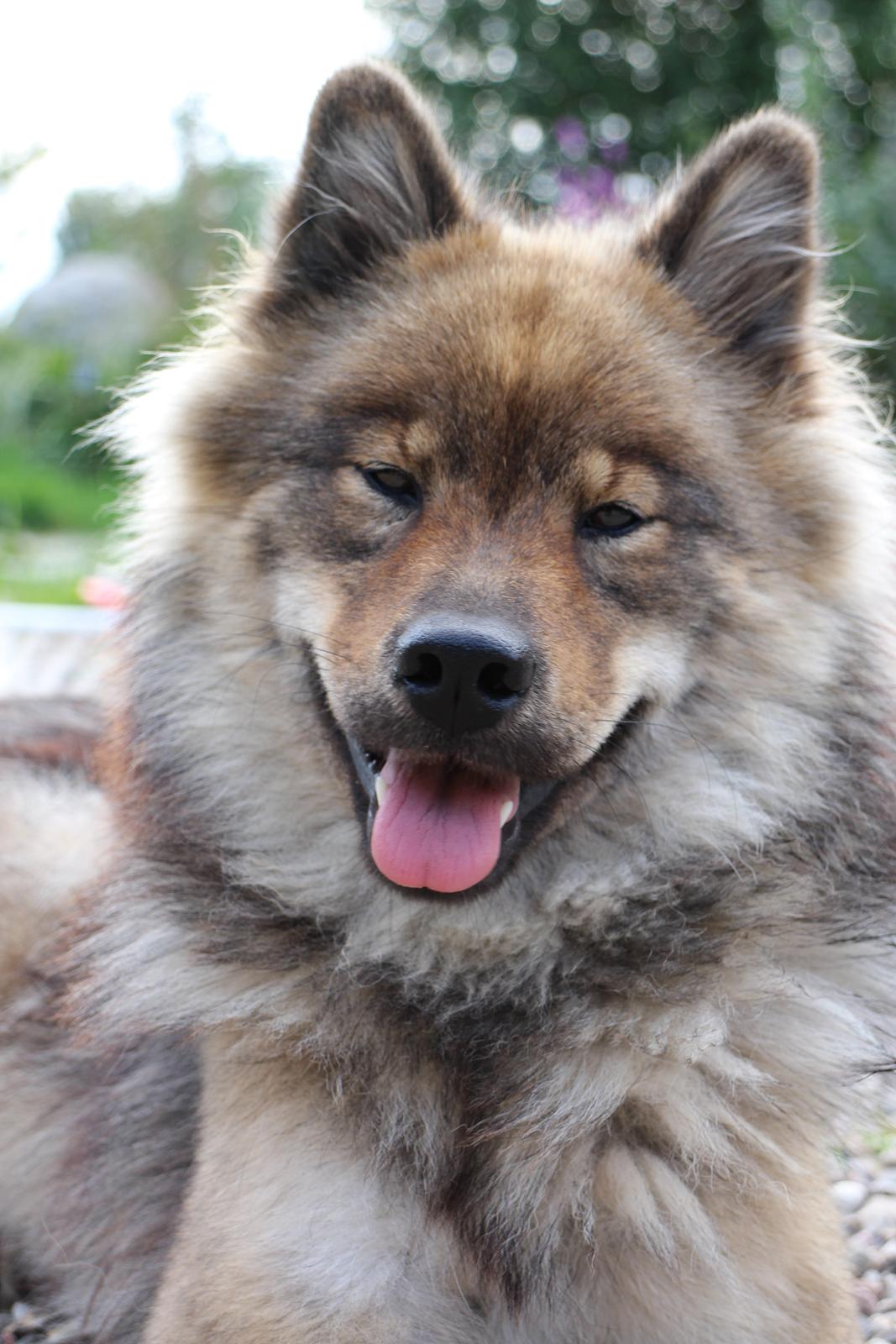 Eurasier A'ida billede 1