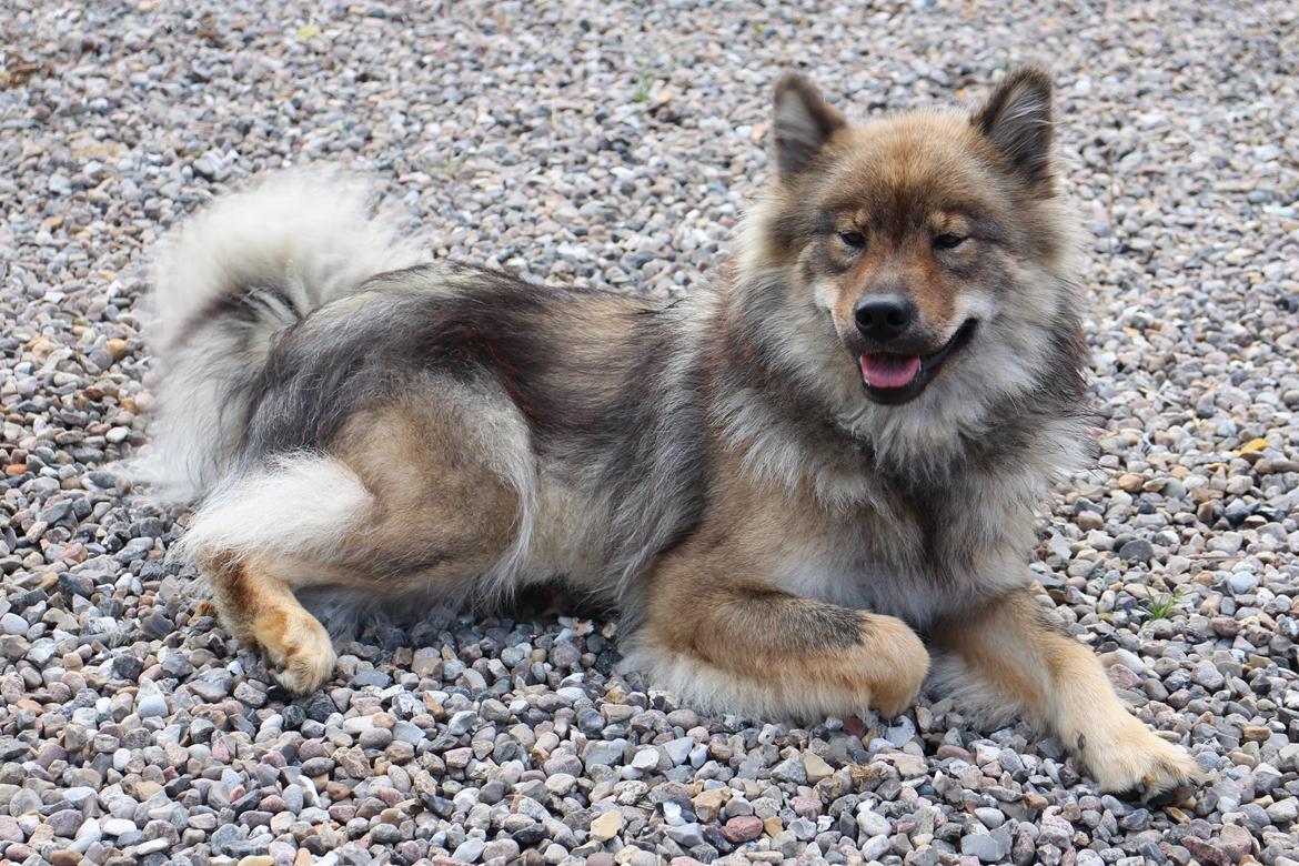Eurasier A'ida billede 7