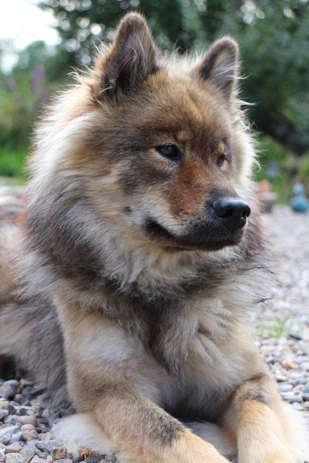 Eurasier A'ida billede 3