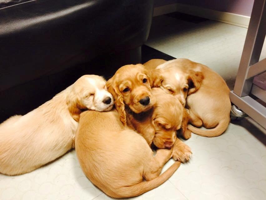 Field Trial Cockerspaniel Spilops Wild Weather Wilma - Wilma og søskende hos kiropraktoren, 7 uger gamle billede 9