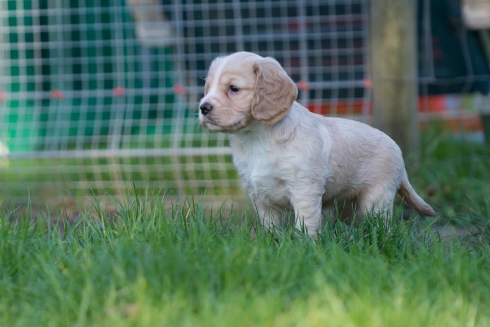 Field Trial Cockerspaniel Spilops Wild Weather Wilma - Udenfor for første gang, knap 5 uger billede 5