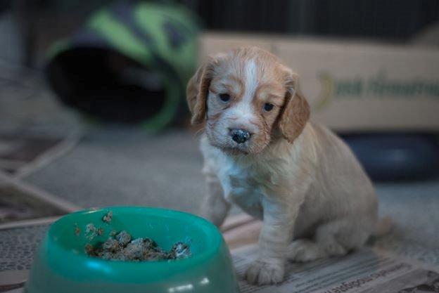 Field Trial Cockerspaniel Spilops Wild Weather Wilma - Wilma 4 uger billede 4