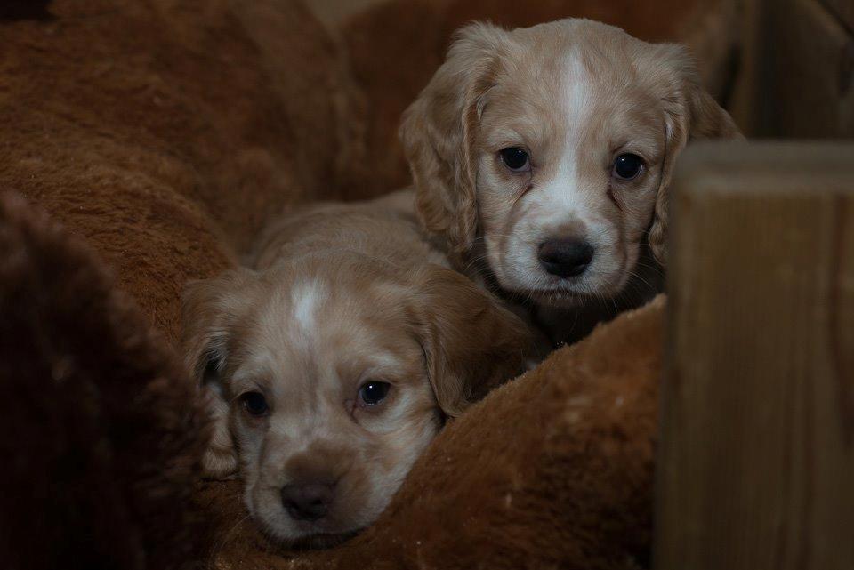 Field Trial Cockerspaniel Spilops Wild Weather Wilma - Wilma og søster Mille, 5 uger billede 8