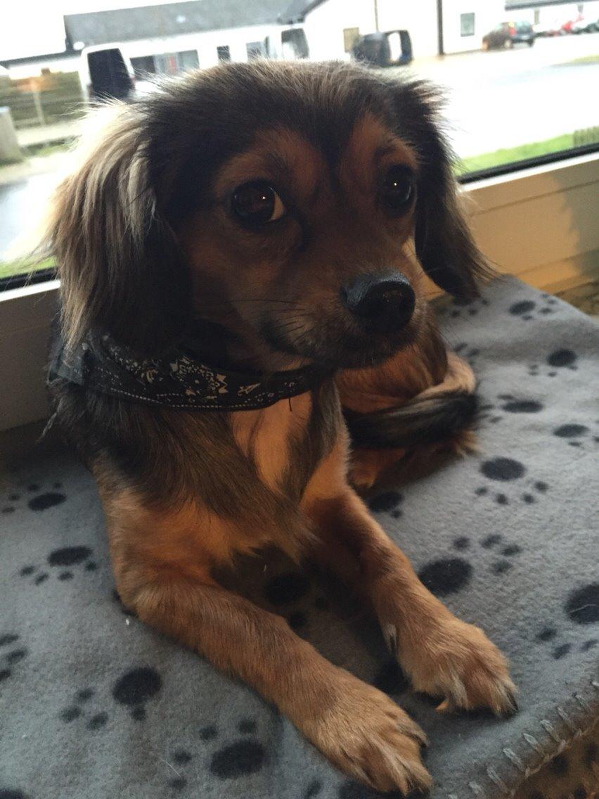 Blanding af racer Luna billede 43