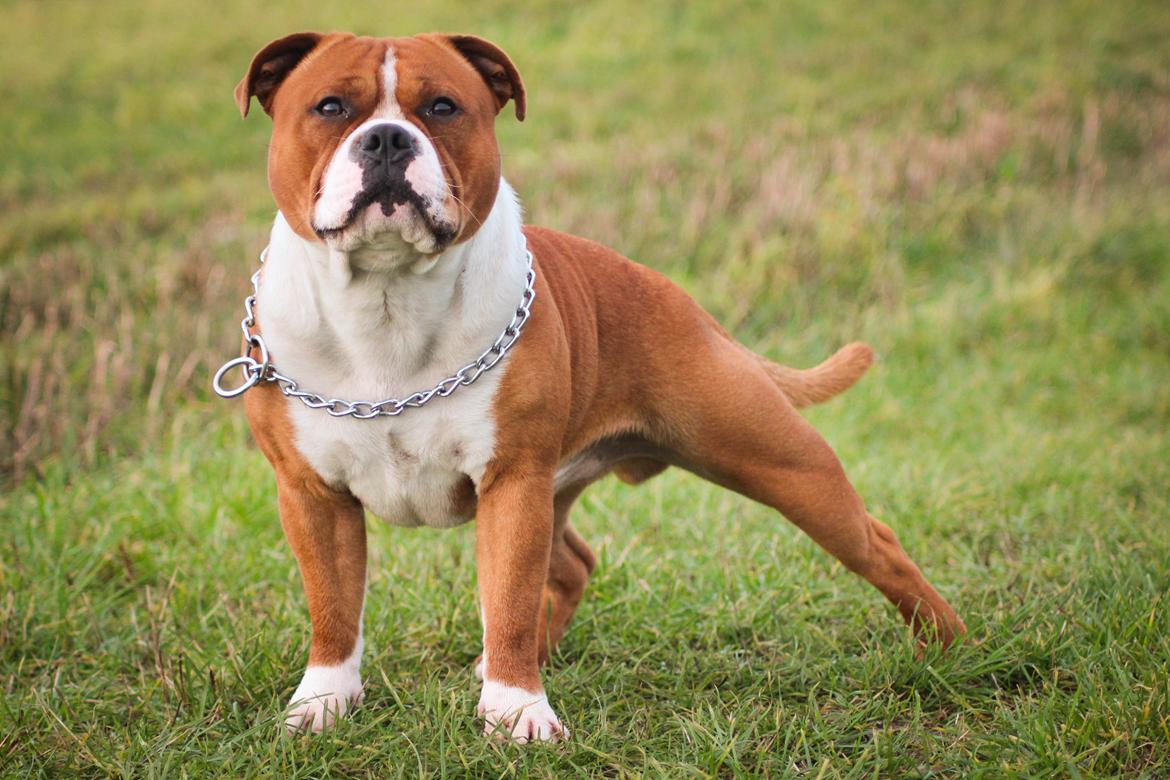 Staffordshire bull terrier Cedro *Himmelhund* Savner dig <3  billede 6