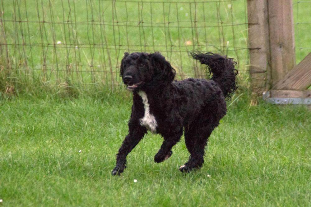 Blanding af racer Vix - oktober 2014 billede 16