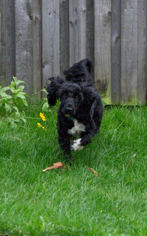 Blanding af racer Vix - oktober 2014 billede 17