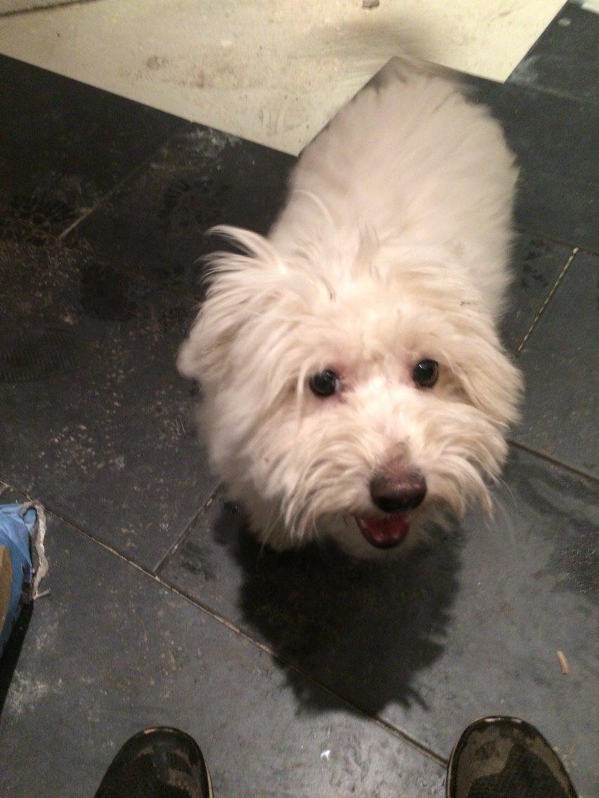 Coton de tulear Chico billede 1