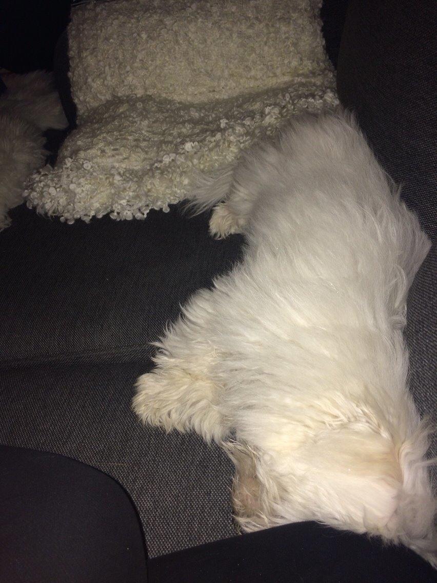 Coton de tulear Chico billede 4