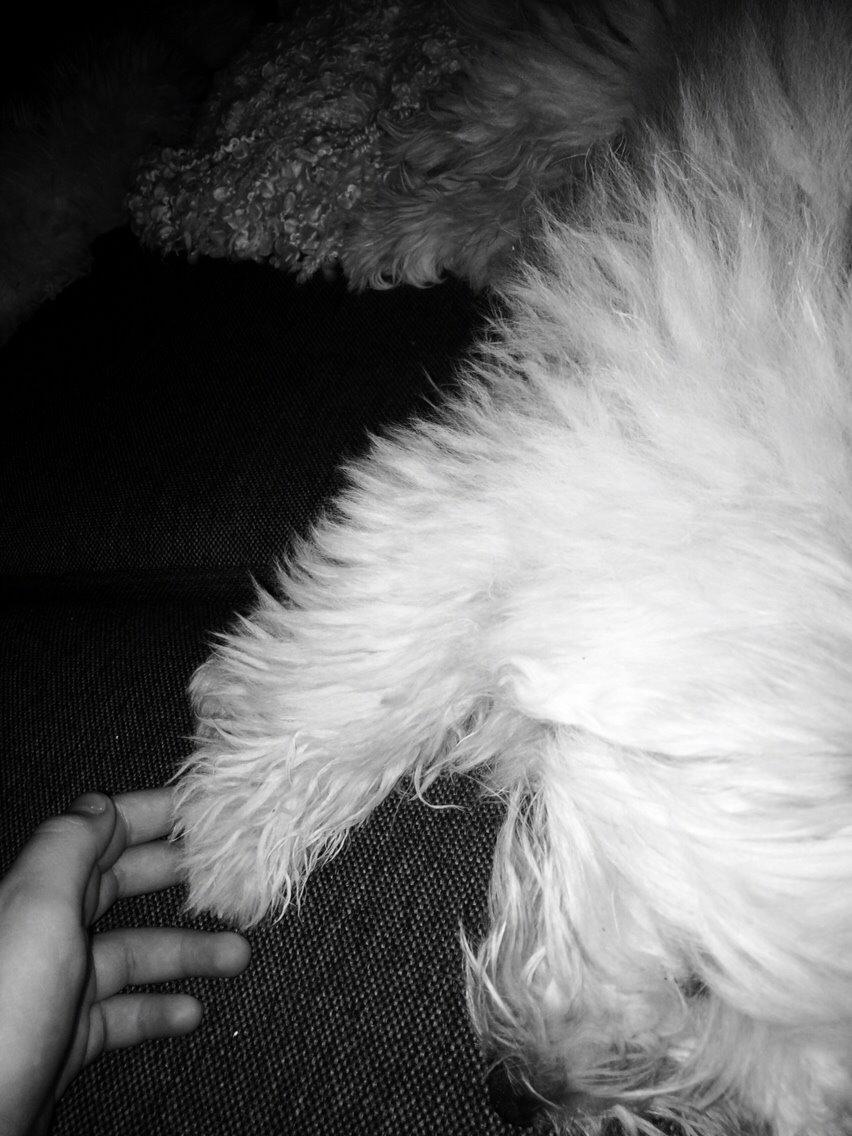 Coton de tulear Chico billede 3