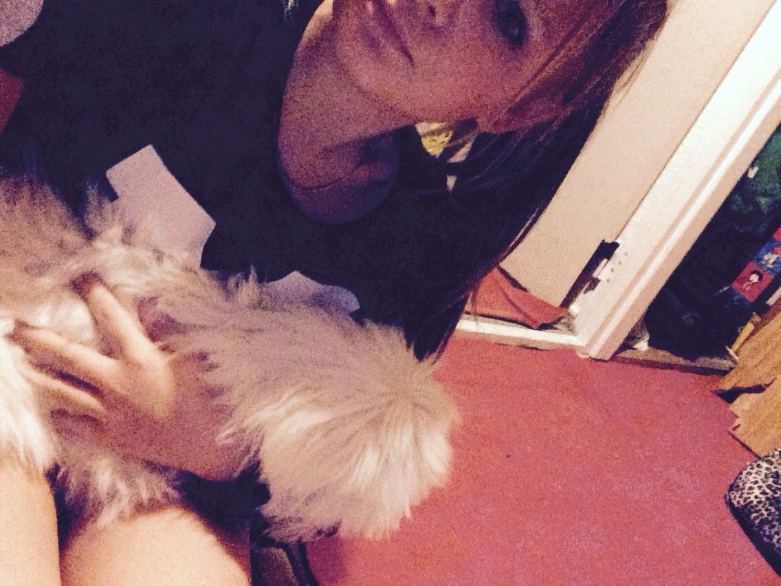 Coton de tulear Chico billede 5