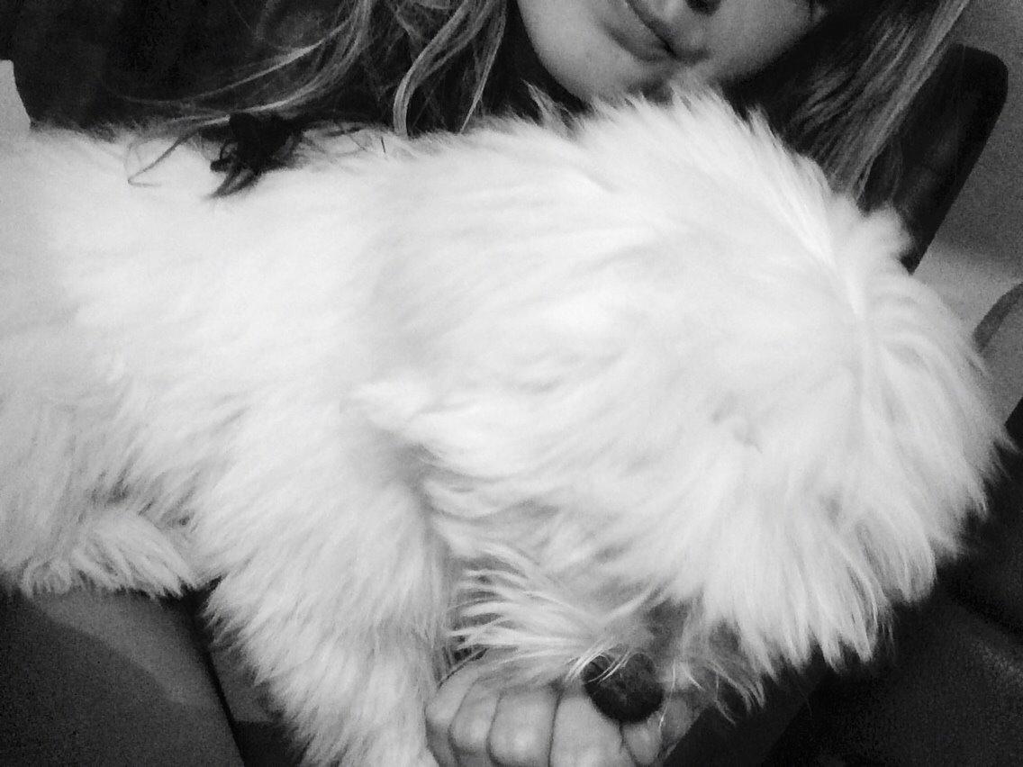 Coton de tulear Chico billede 6