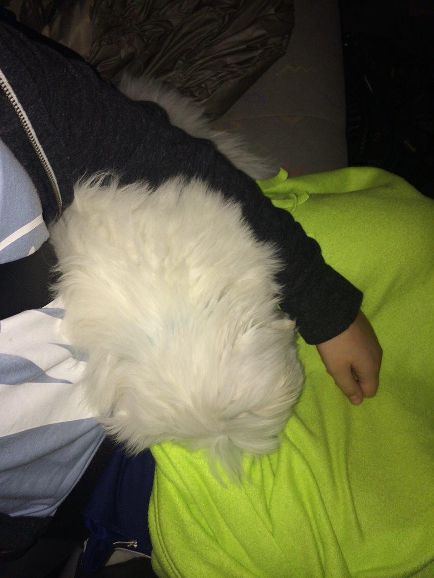 Coton de tulear Chico billede 8