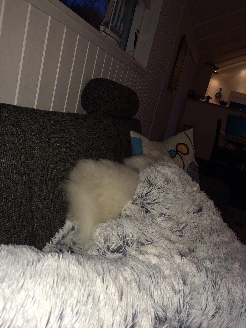 Coton de tulear Chico billede 9