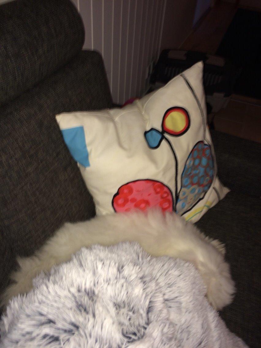 Coton de tulear Chico billede 10