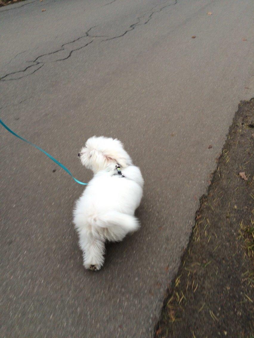Coton de tulear Chico billede 11