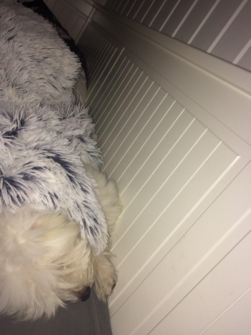 Coton de tulear Chico billede 12