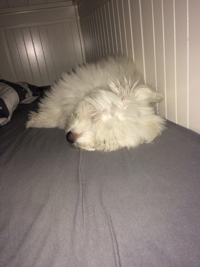 Coton de tulear Chico billede 13