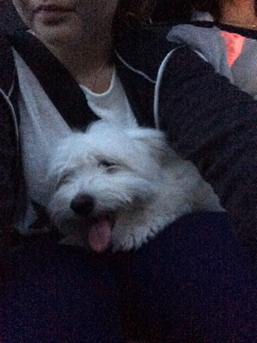 Coton de tulear Chico billede 14