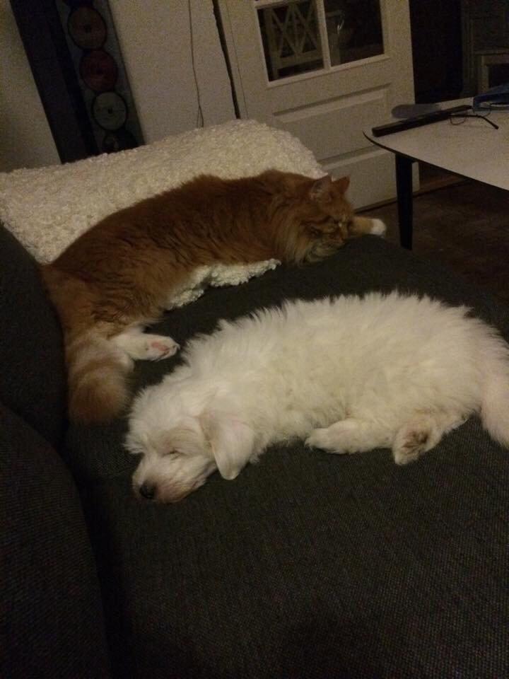 Coton de tulear Chico billede 15