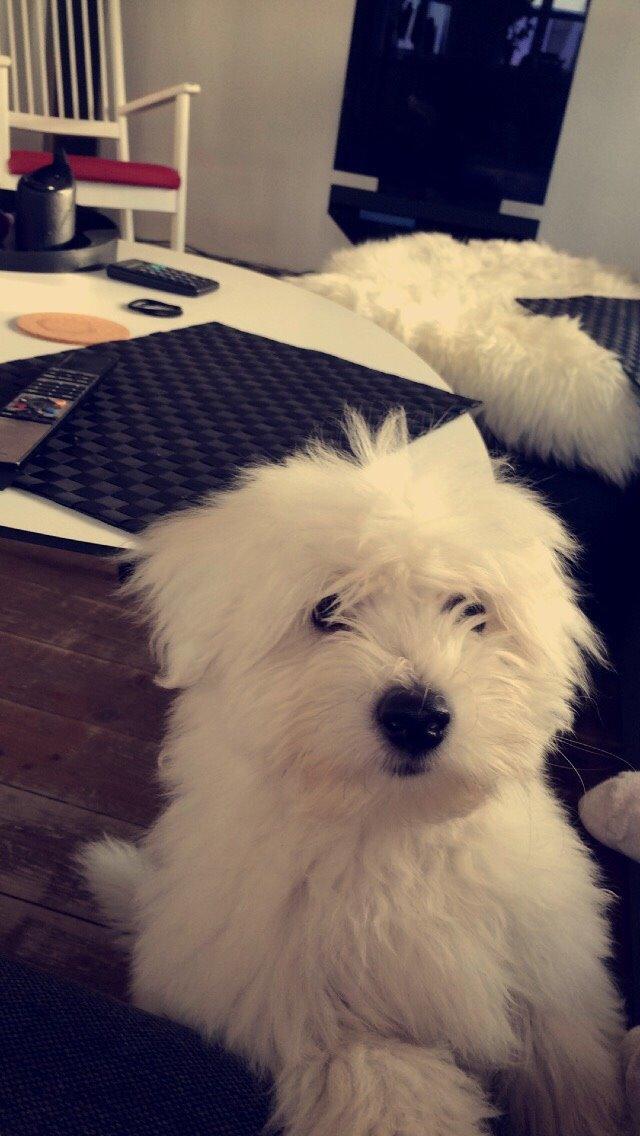 Coton de tulear Chico billede 16