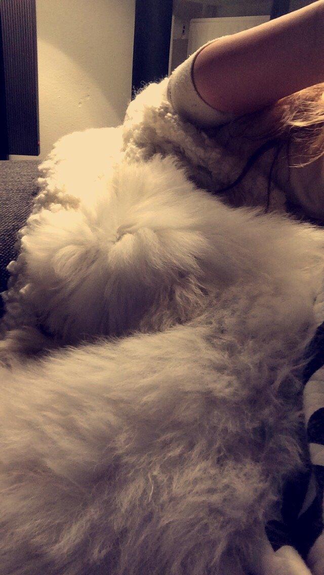 Coton de tulear Chico billede 17