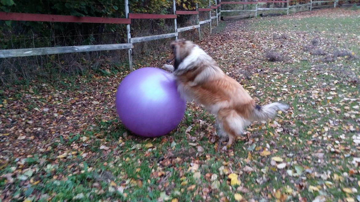 Collie langhåret Good girl {Himmel hund}  billede 29