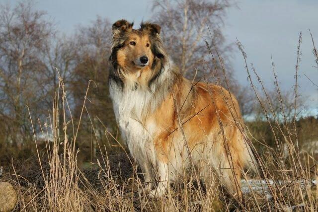 Collie langhåret Good girl {Himmel hund}  billede 31