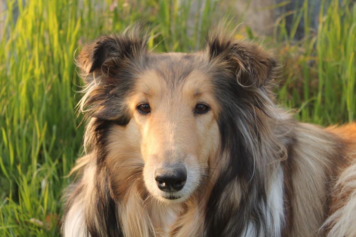 Collie langhåret Good girl {Himmel hund}  billede 1