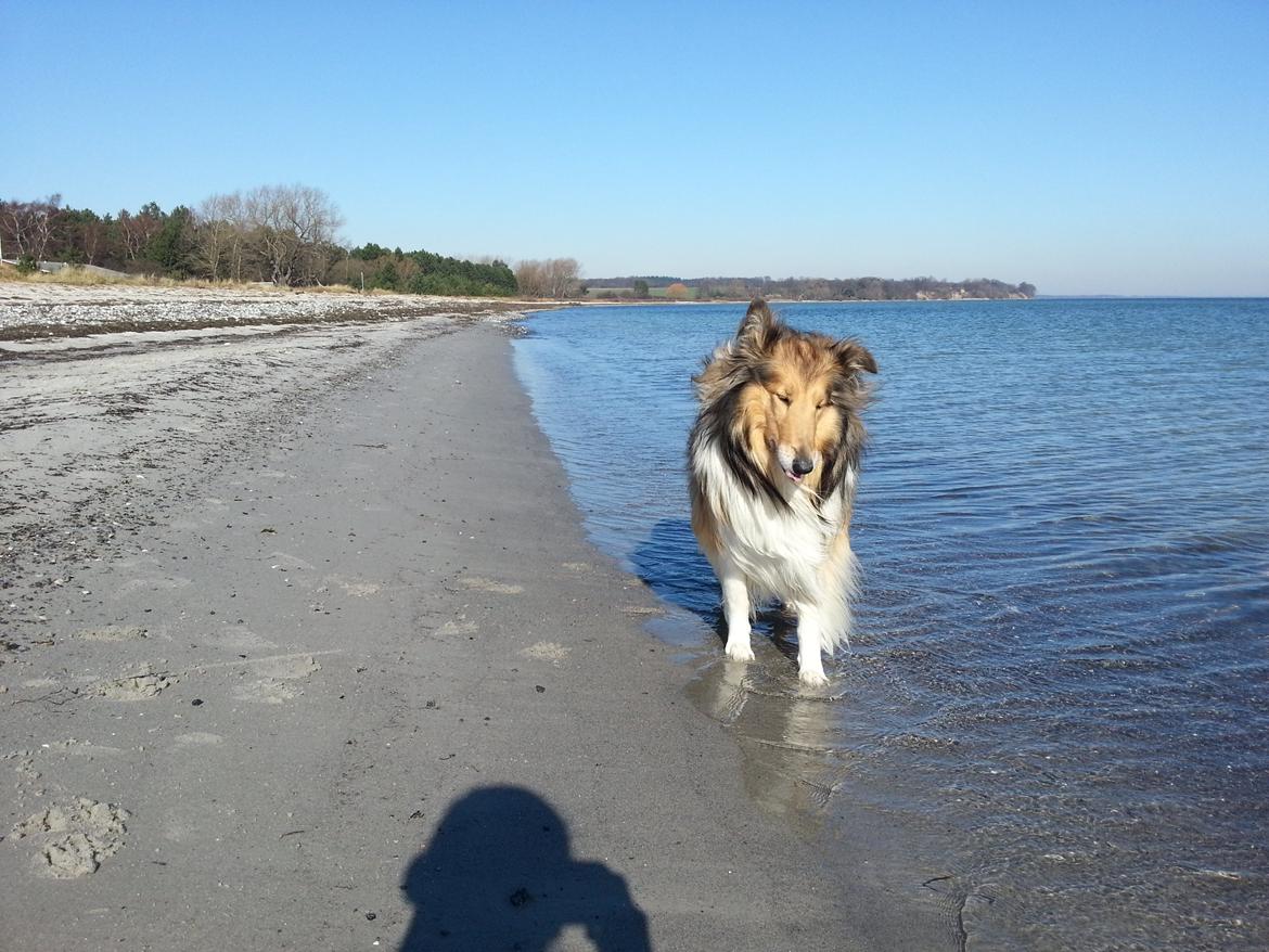 Collie langhåret Good girl {Himmel hund}  billede 28