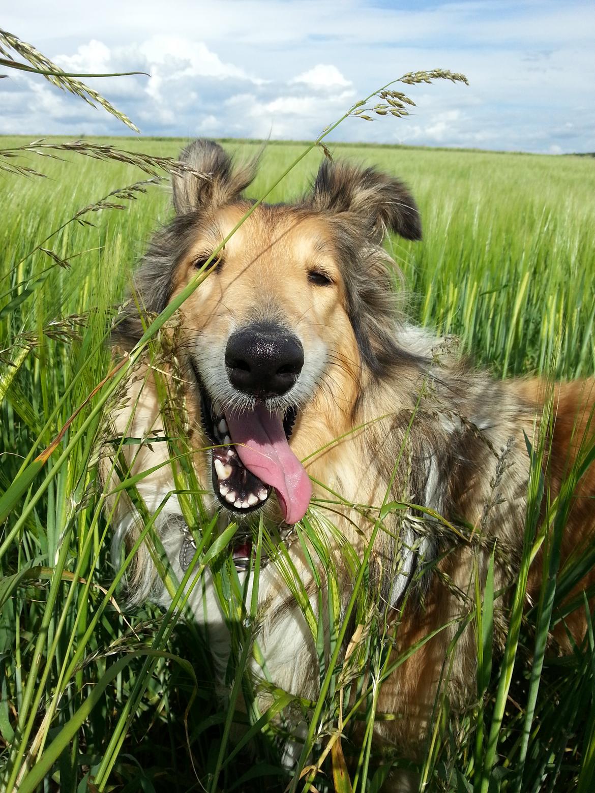 Collie langhåret Good girl {Himmel hund}  billede 33