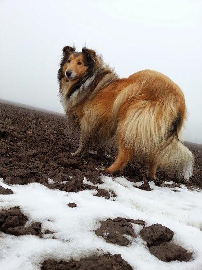 Collie langhåret Good girl {Himmel hund}  billede 2