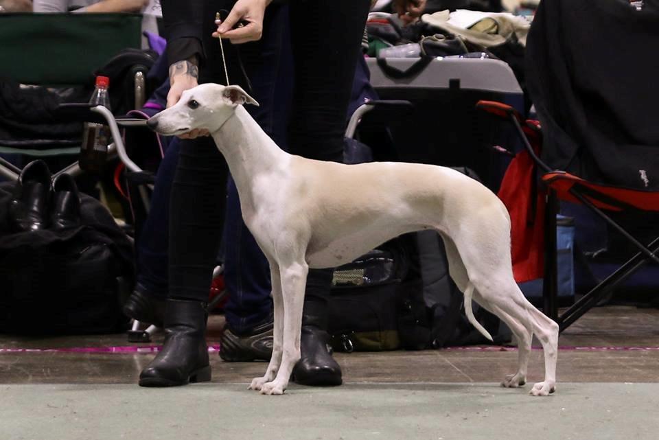 Whippet Kiwi - November 2014 billede 14