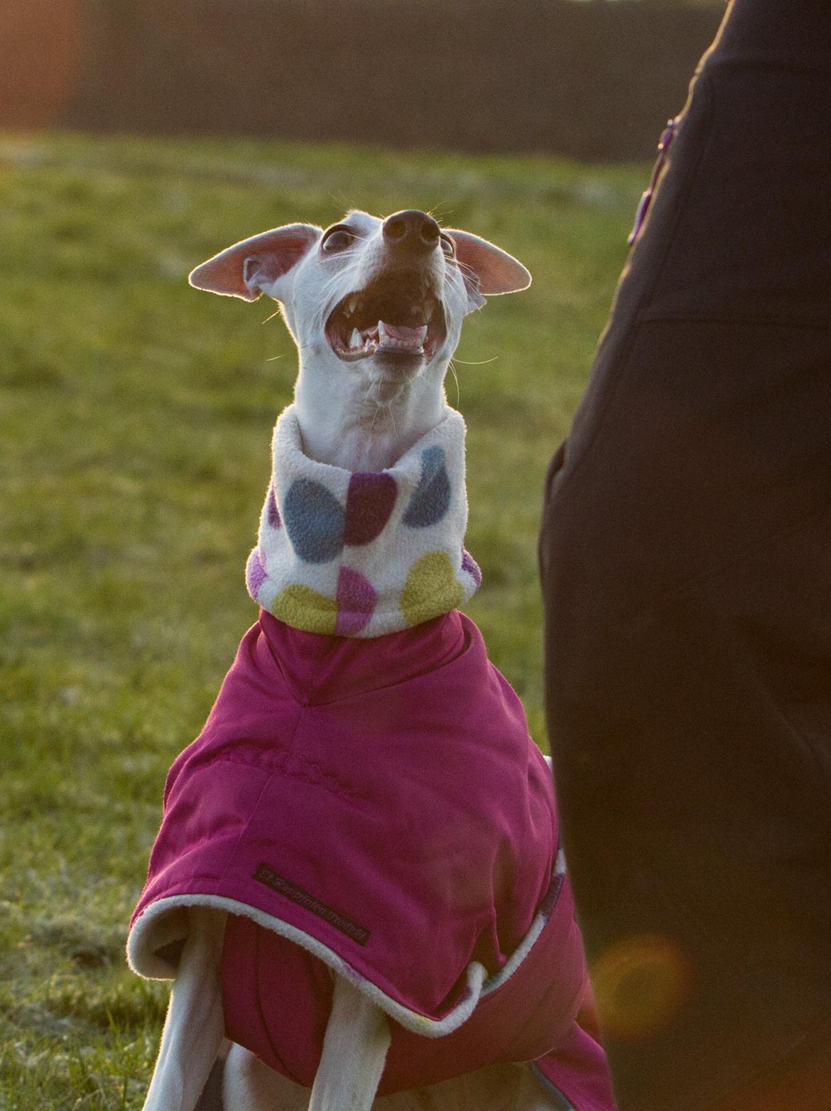 Whippet Kiwi - Desember 2014 billede 15