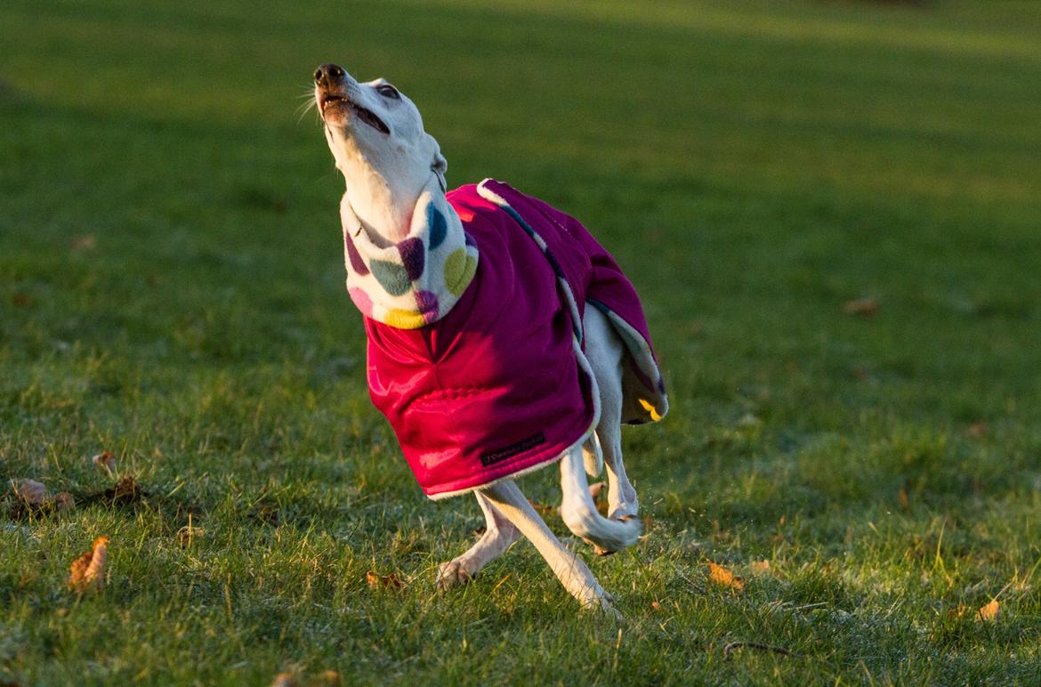 Whippet Kiwi - Desember 2014 billede 2
