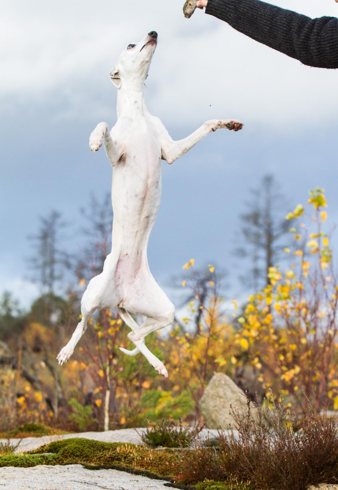 Whippet Kiwi - Oktober 2014 billede 5