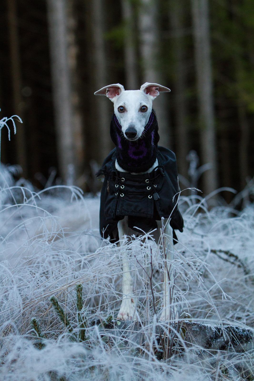 Whippet Kiwi - Desember 2014 billede 4