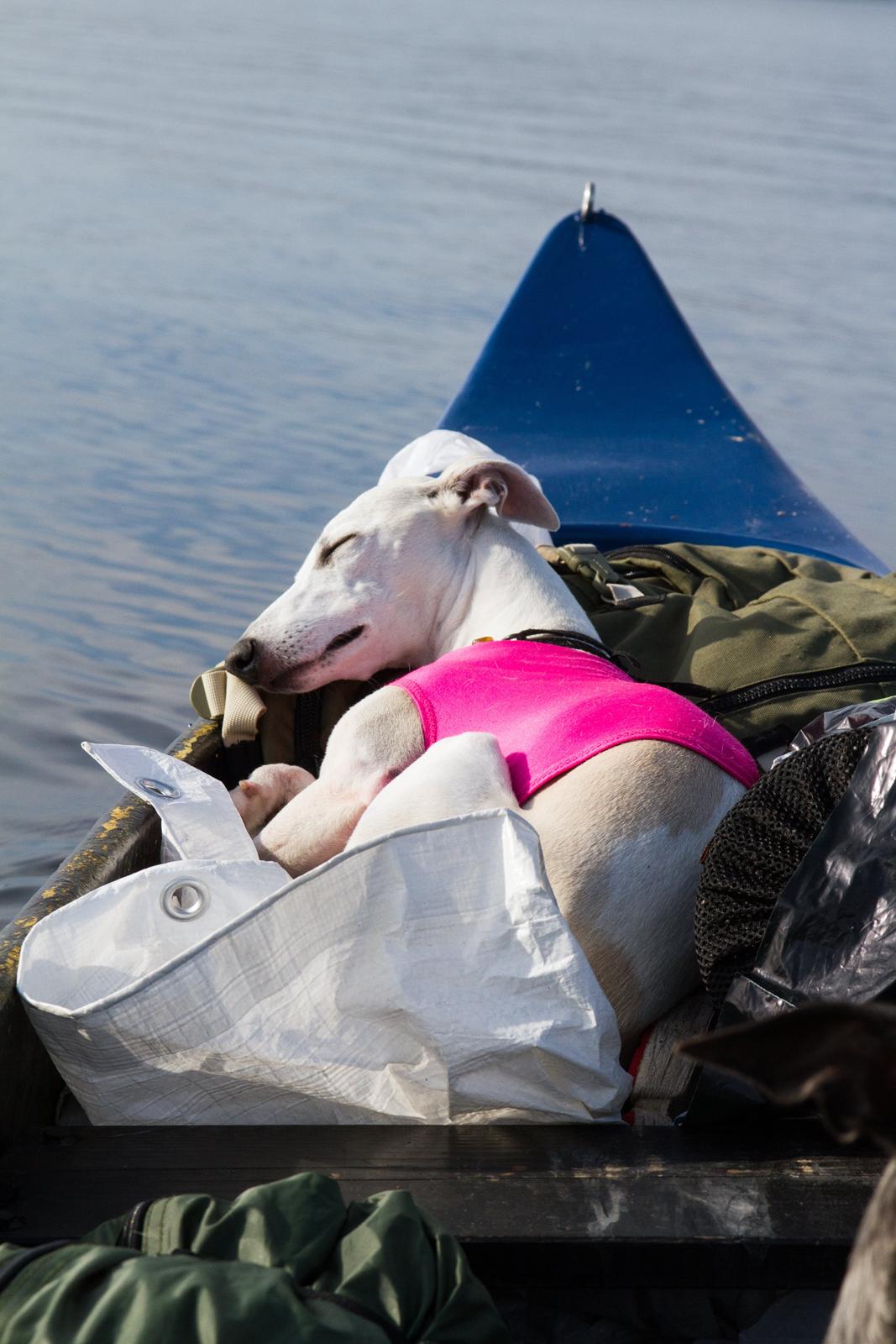 Whippet Kiwi - September 2014 - koser seg på tur i kanoen :) billede 1