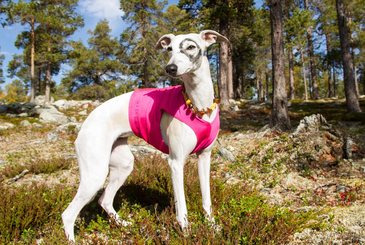Whippet Kiwi - September 2014 billede 6
