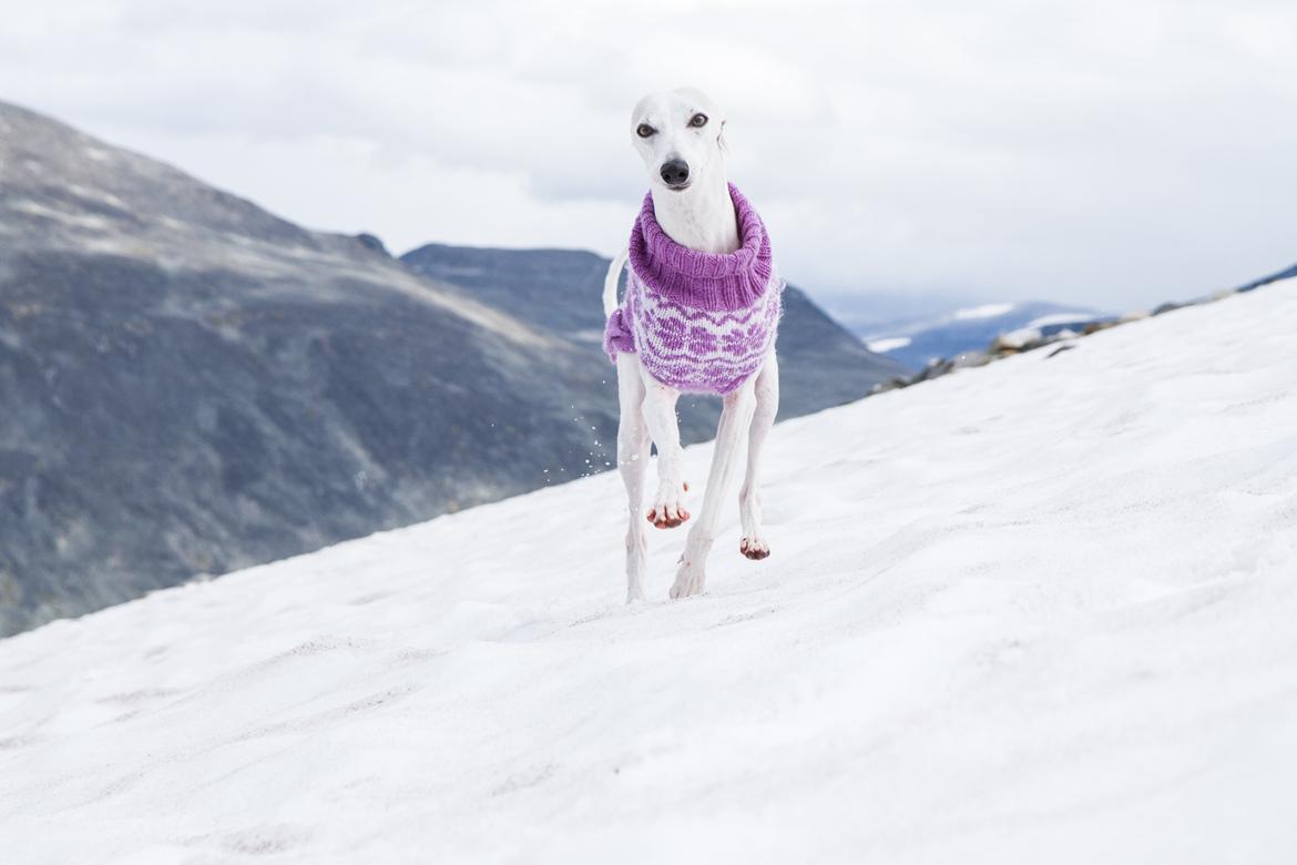 Whippet Kiwi - August 2014 - koser oss oppe i fjellene :) billede 12