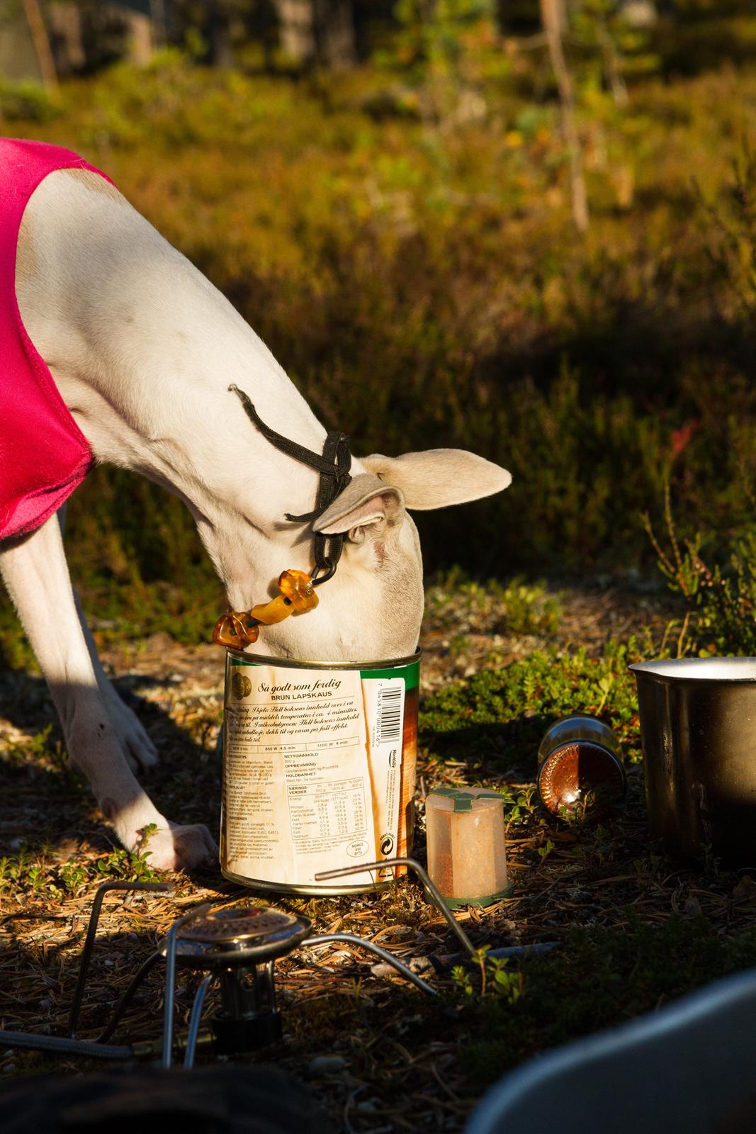 Whippet Kiwi - September 2014 - Matvraket :p billede 7