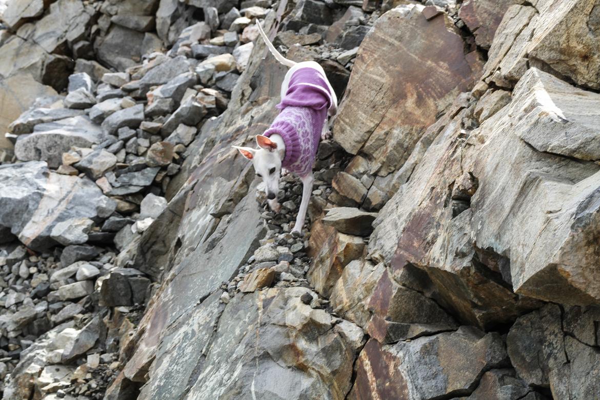 Whippet Kiwi - August 2014 billede 13